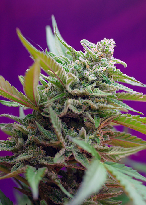 Black Jack Auto®