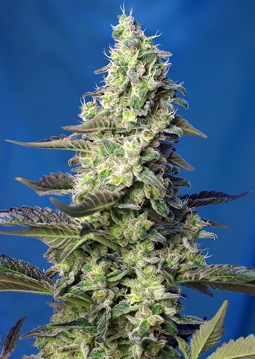 Green Poison Auto®