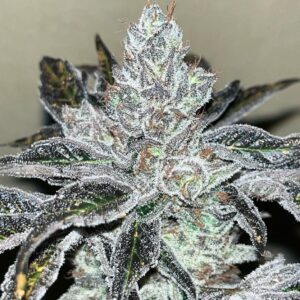 Oreoz Kosher