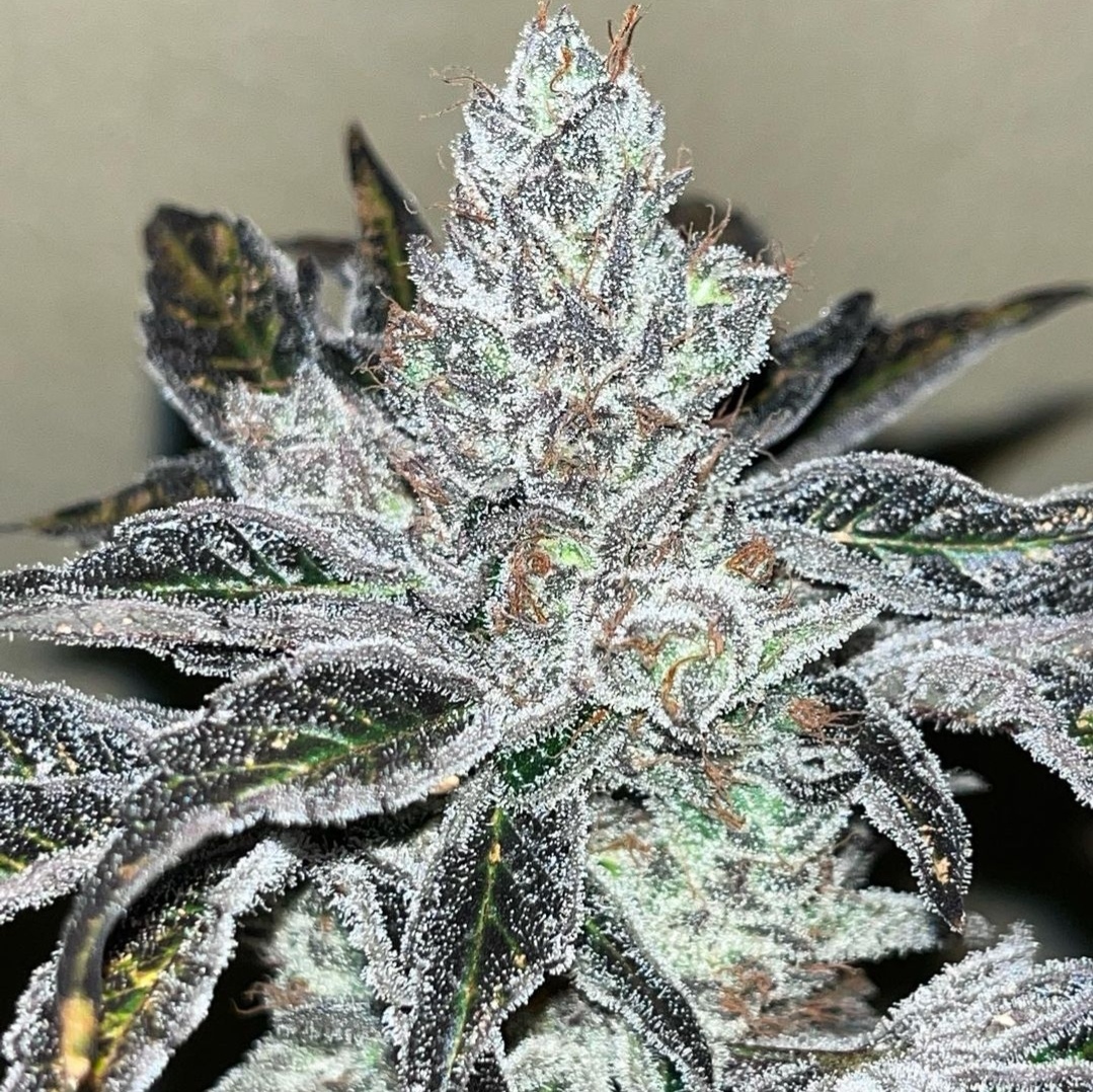 Oreoz Kosher