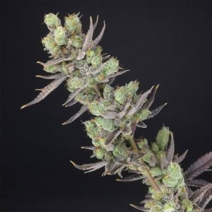Big Banana Skunk