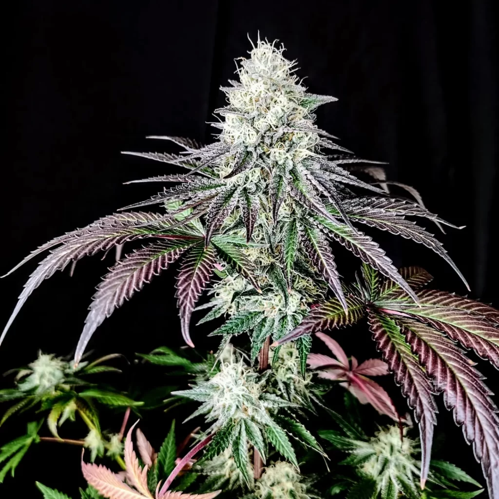 Garlic Cookies