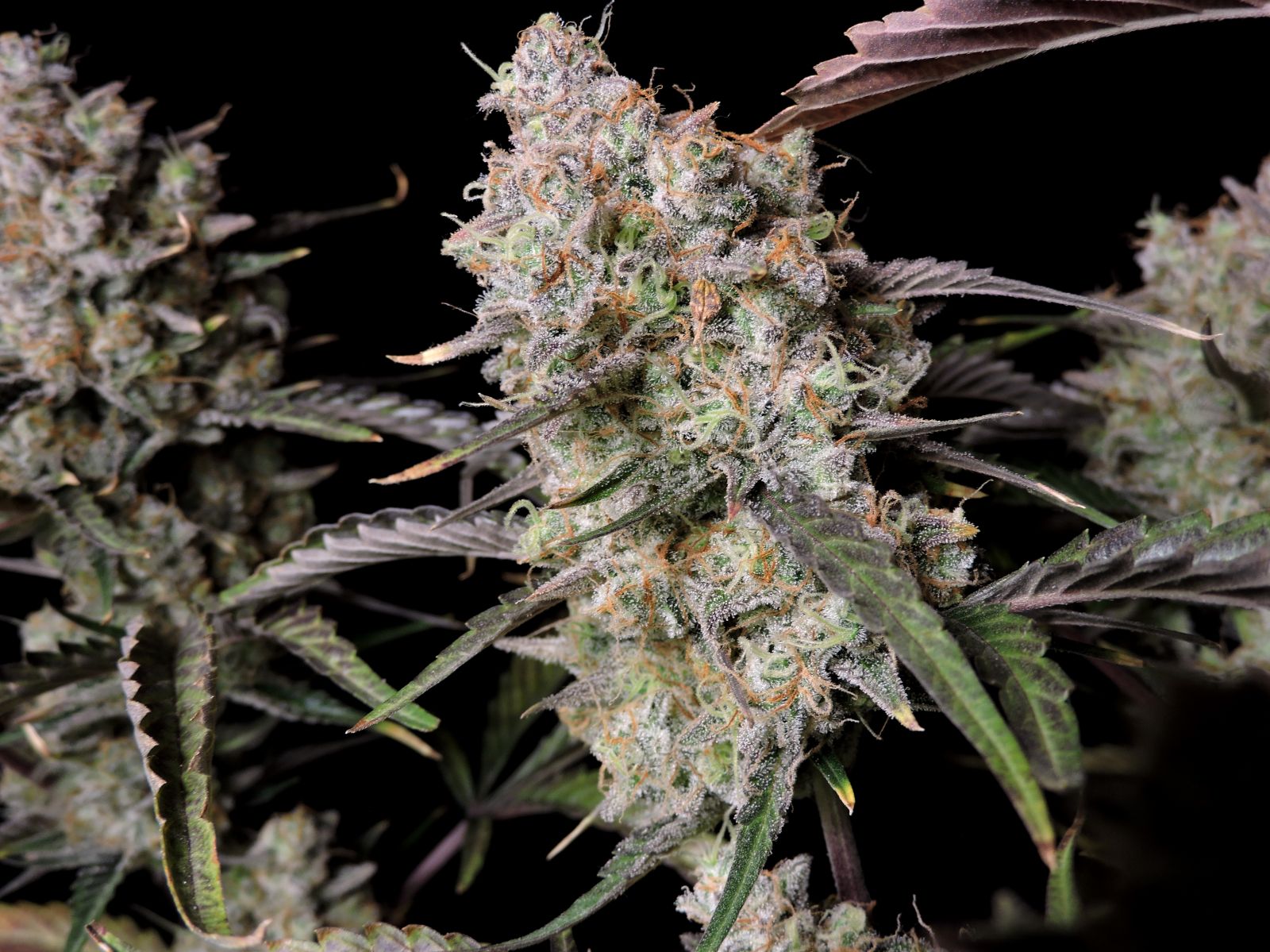 Gorilla Zkitles