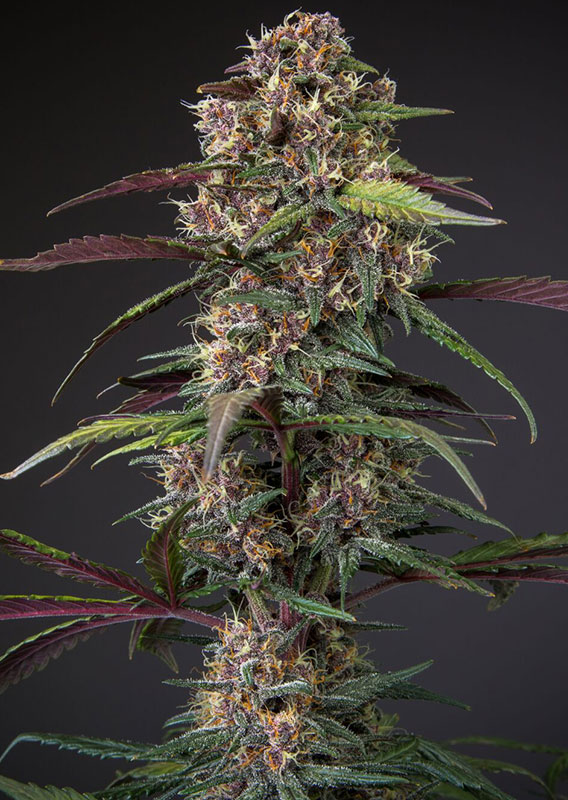 Auto Blackberry Kush®