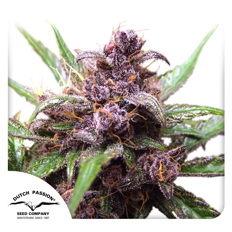 Auto Blackberry Kush®