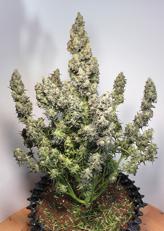 Auto Colorado Cookies®