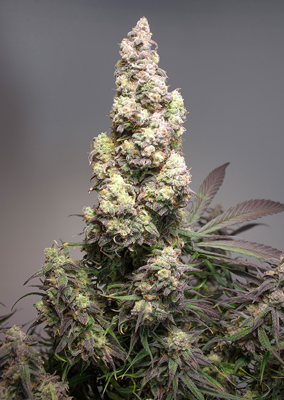 Auto Colorado Cookies®