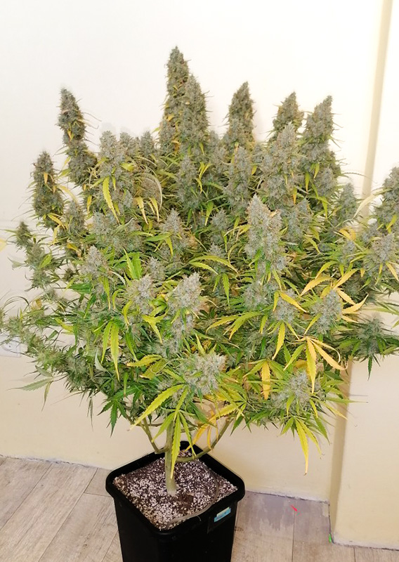 Auto Critical Orange Punch®