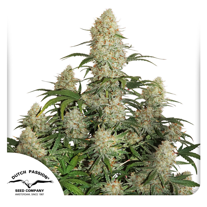 Auto Critical Orange Punch®