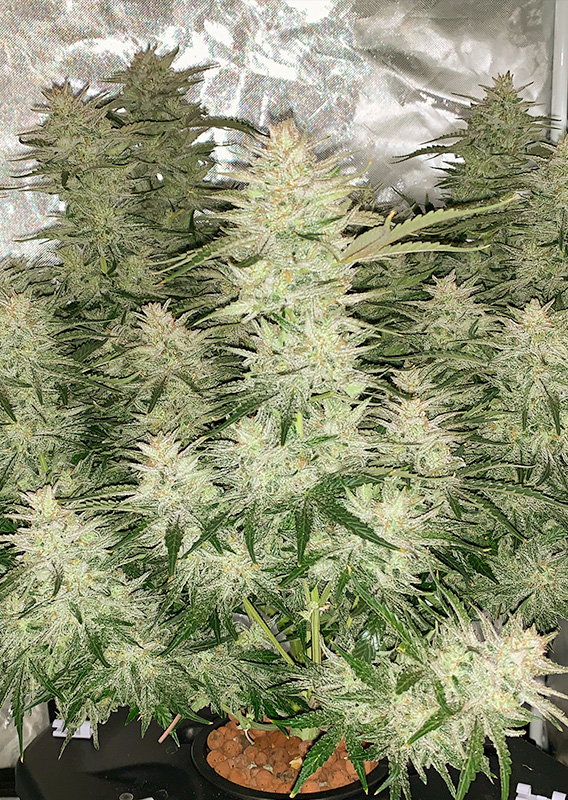 Glueberry O.G.®