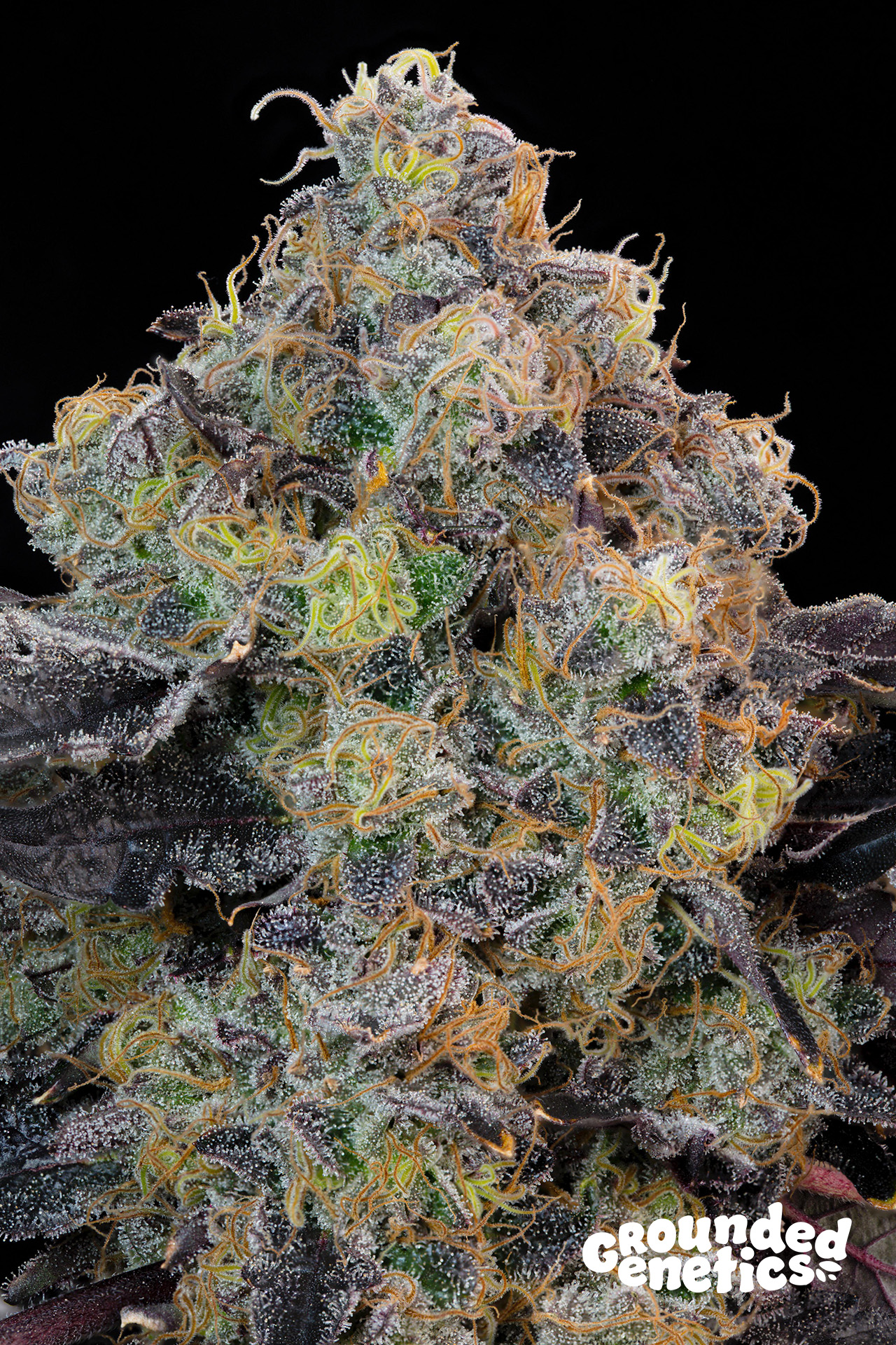 Blueberry Zkunk