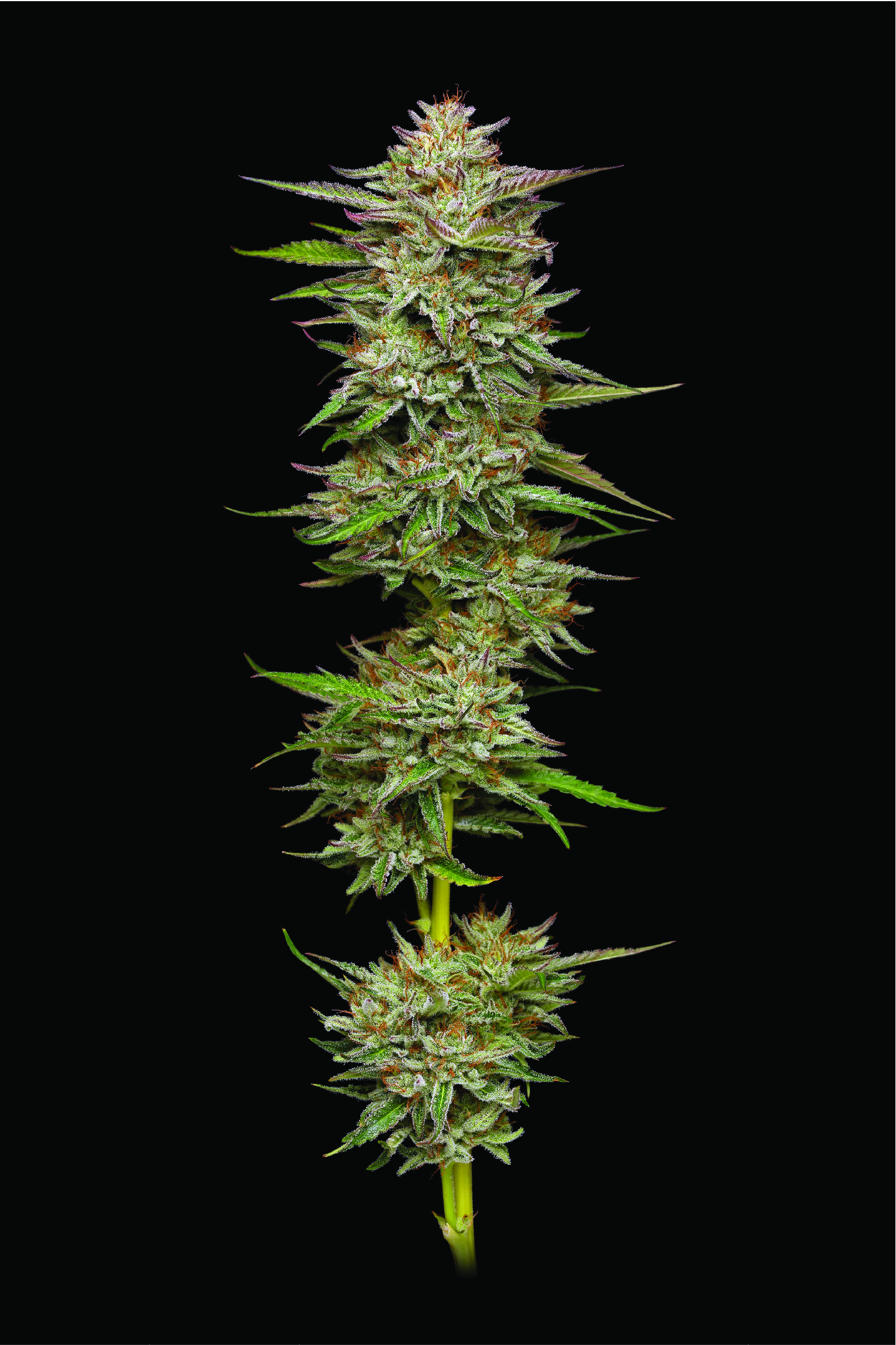 Banana OG
