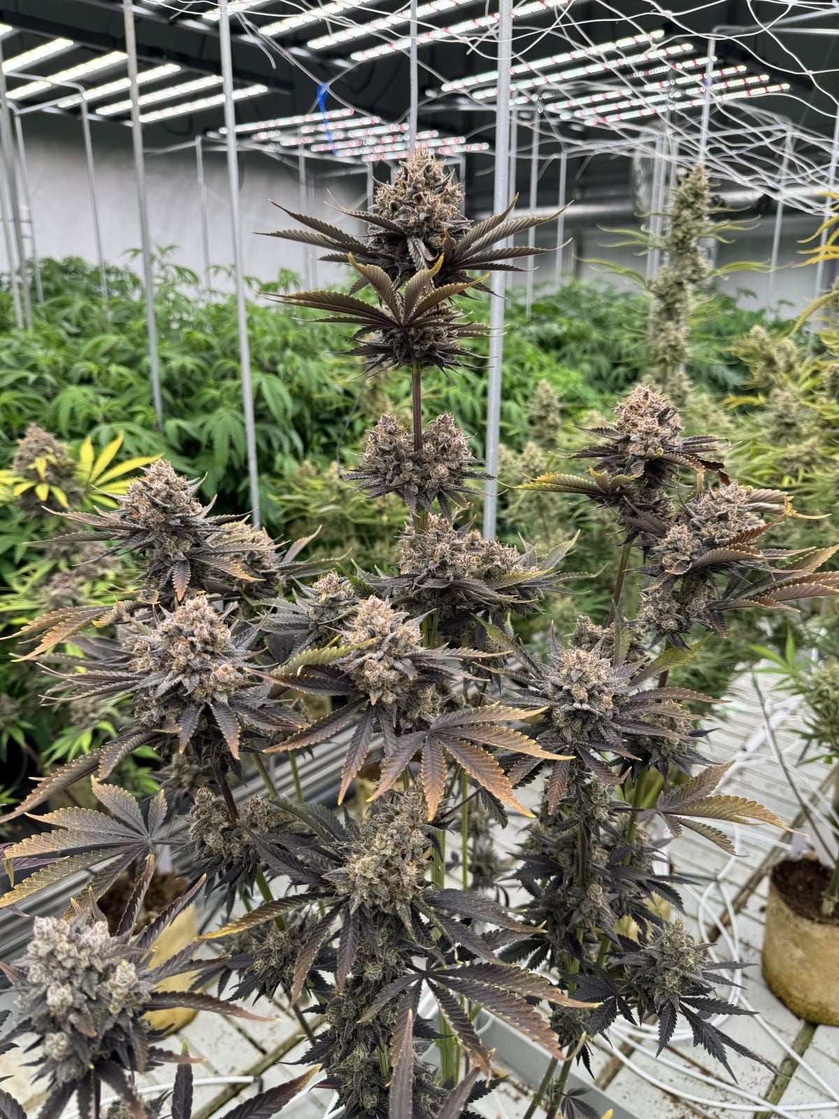 Banana Purple Punch Auto RF3