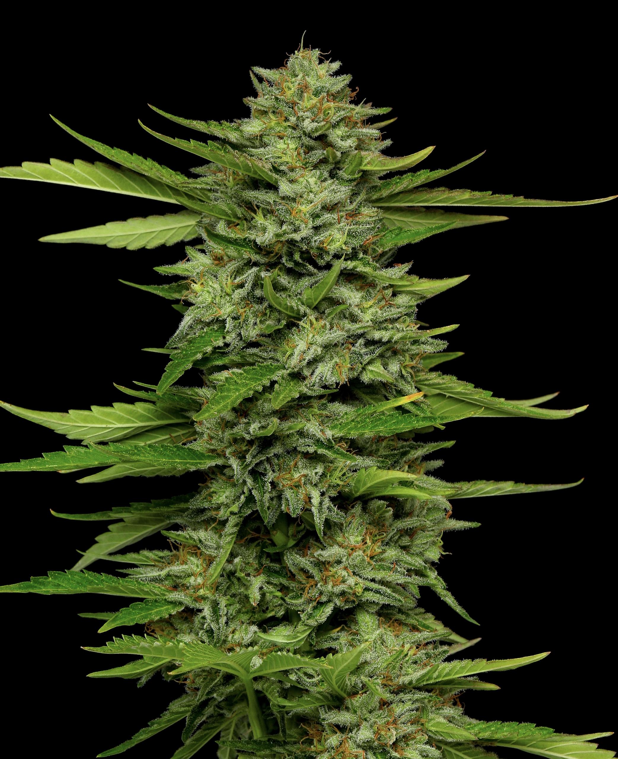 Bigfoot Glue