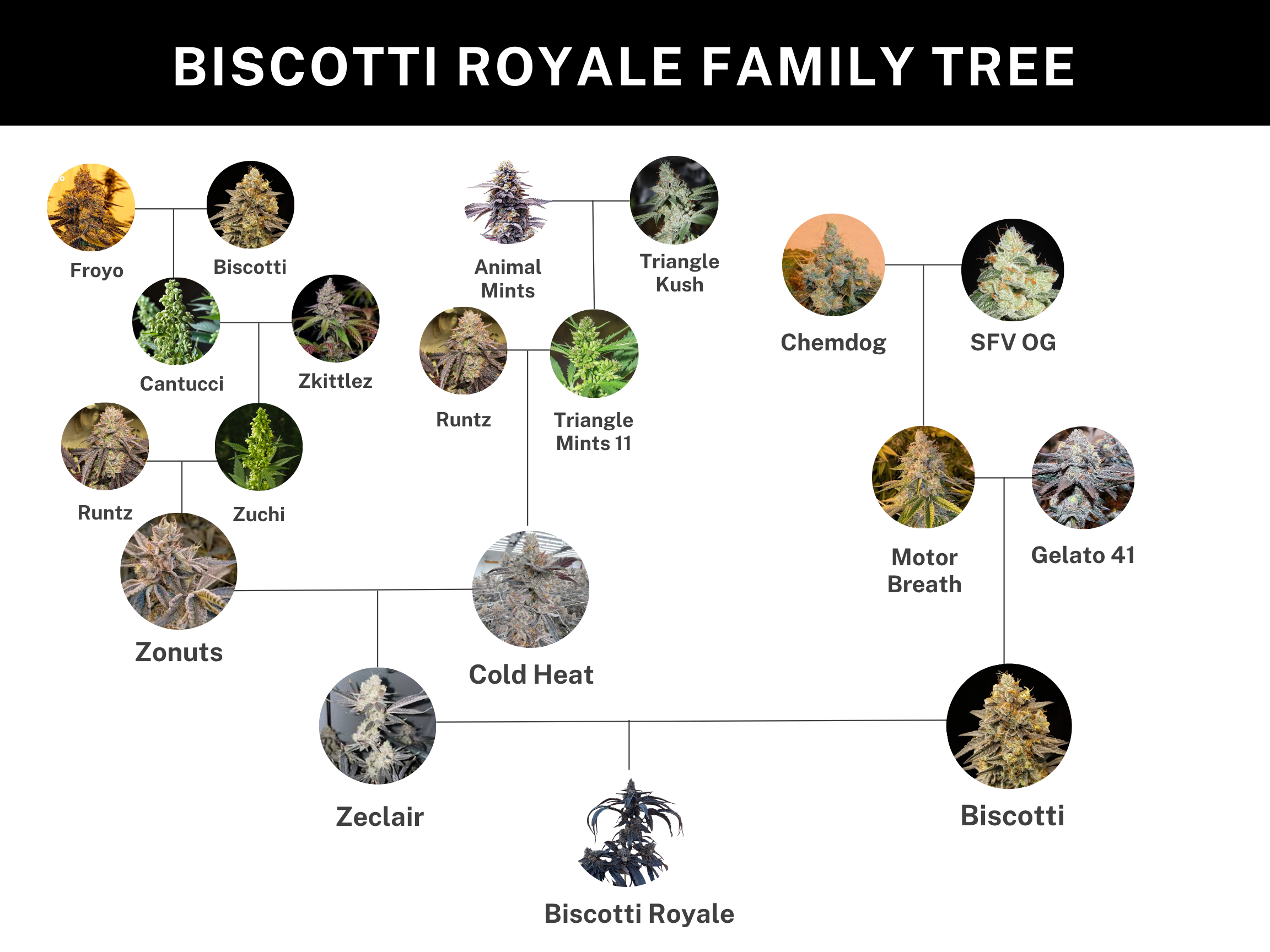 Biscotti Royale