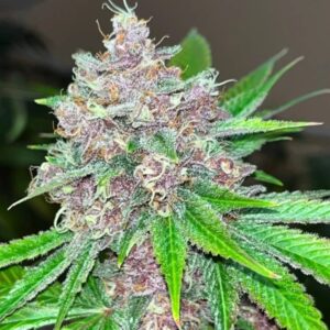 Black Cherries