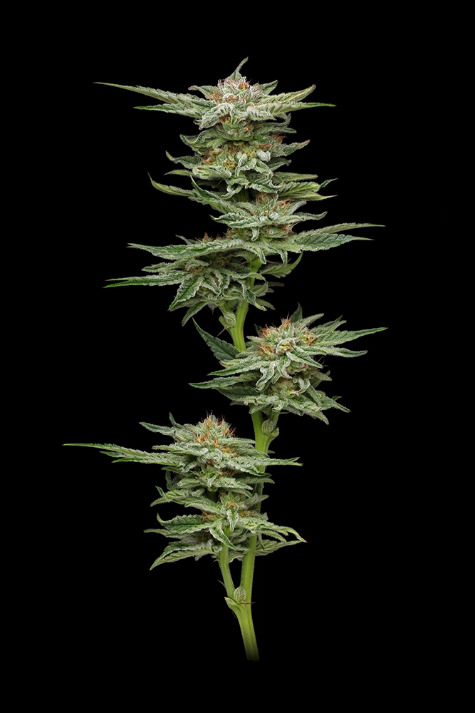 Blueberry Muffin