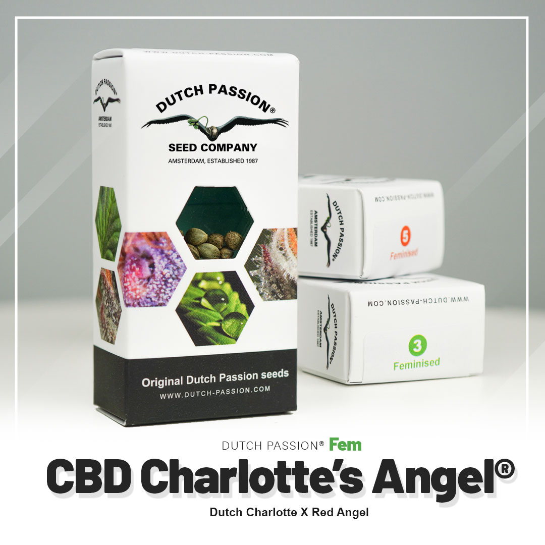 Charlotte’s Angel®
