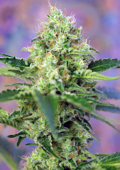 Crystal Candy Auto®