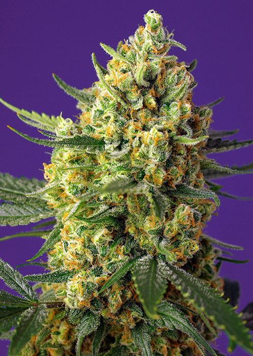 Crystal Candy XL®