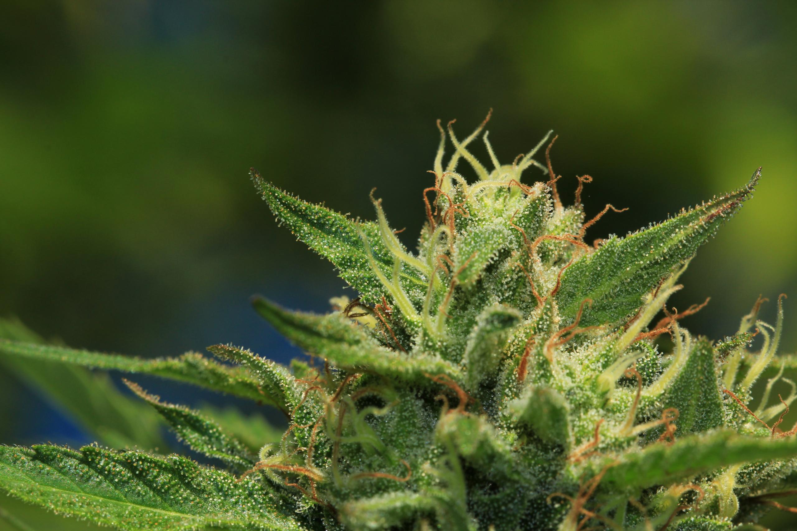 California Sour Diesel