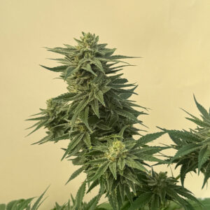 Caramelo CBD