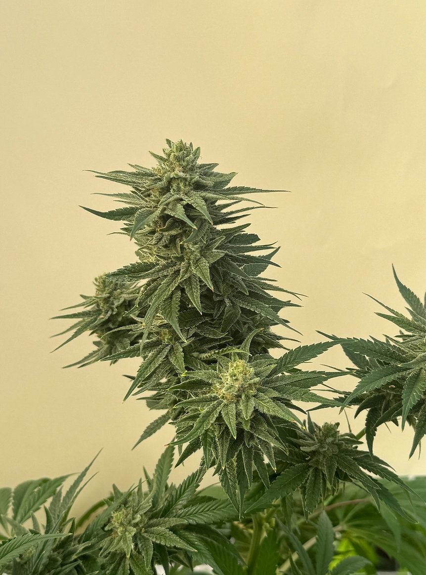 Caramelo CBD