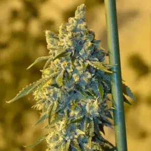 OSG Cheese