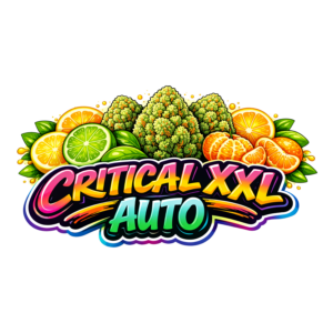 Critical XXL Auto