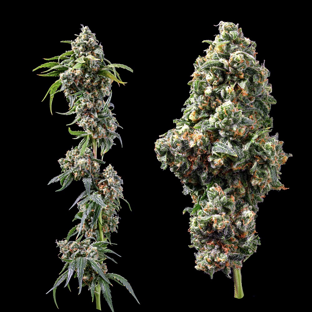 Chocolope
