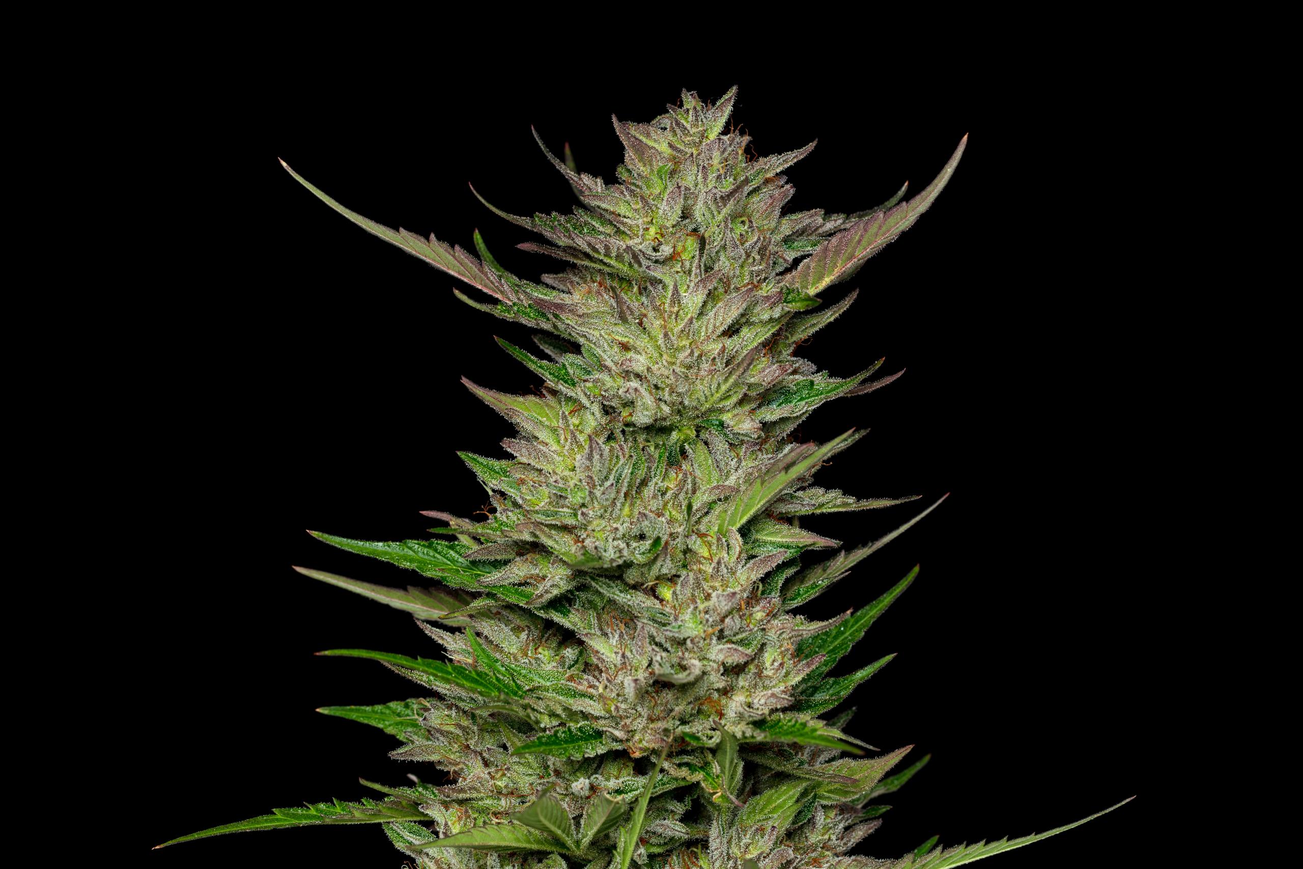 Don Carlos