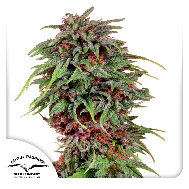 Durban Poison®