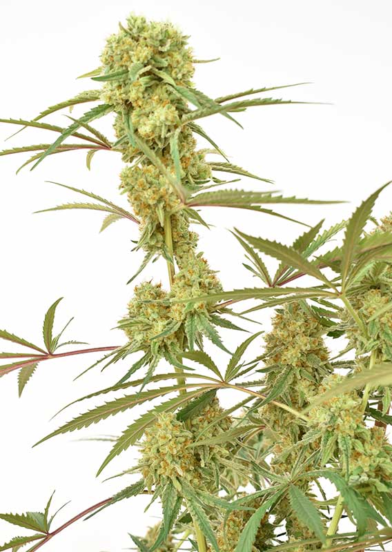 Durban Poison®