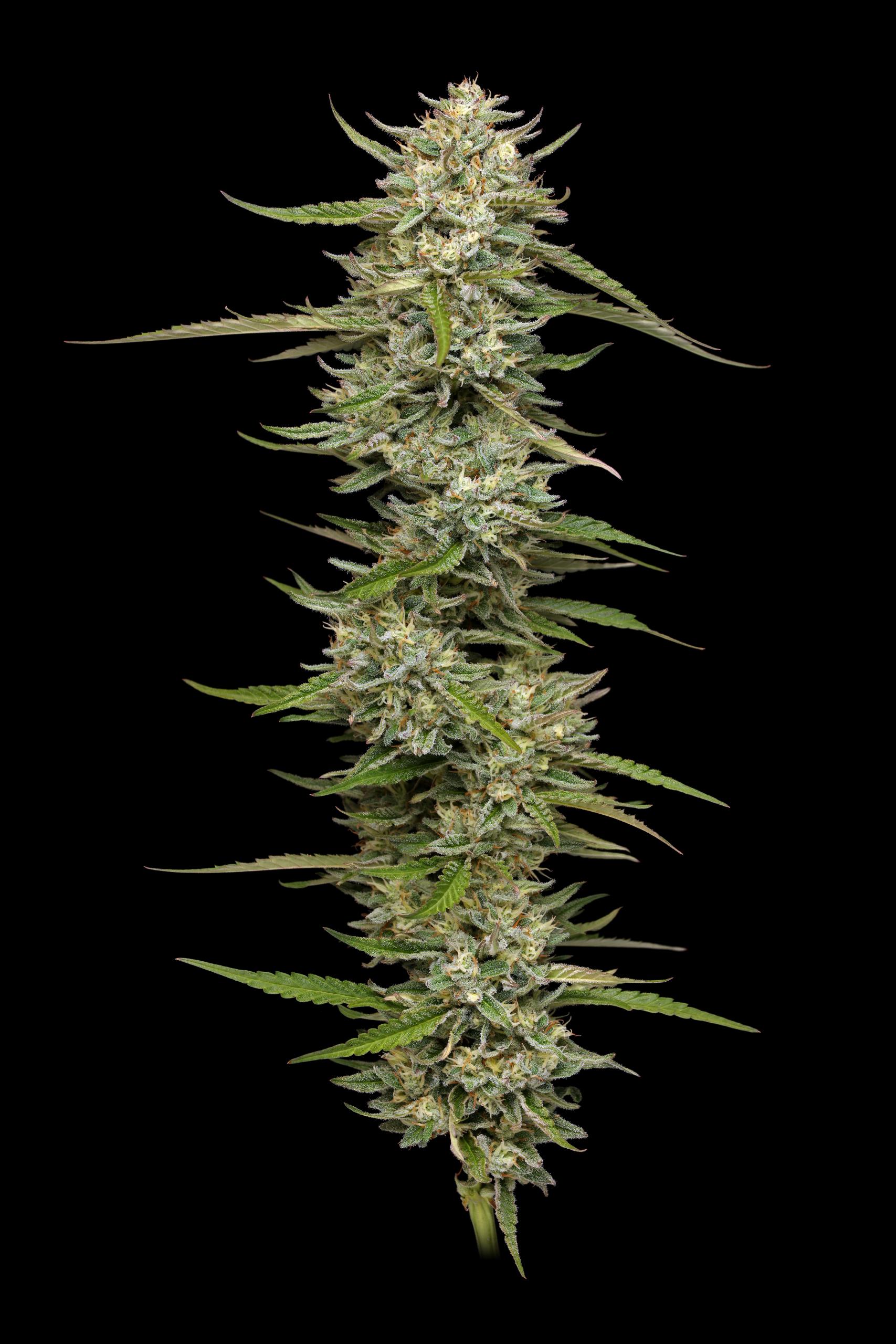 Emerald Fire OG