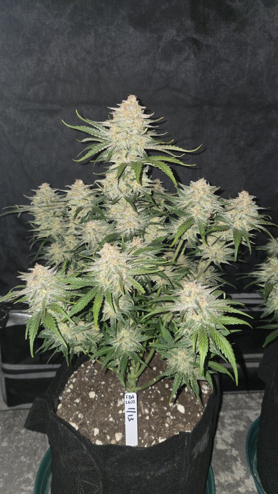 Frostbanger Auto™