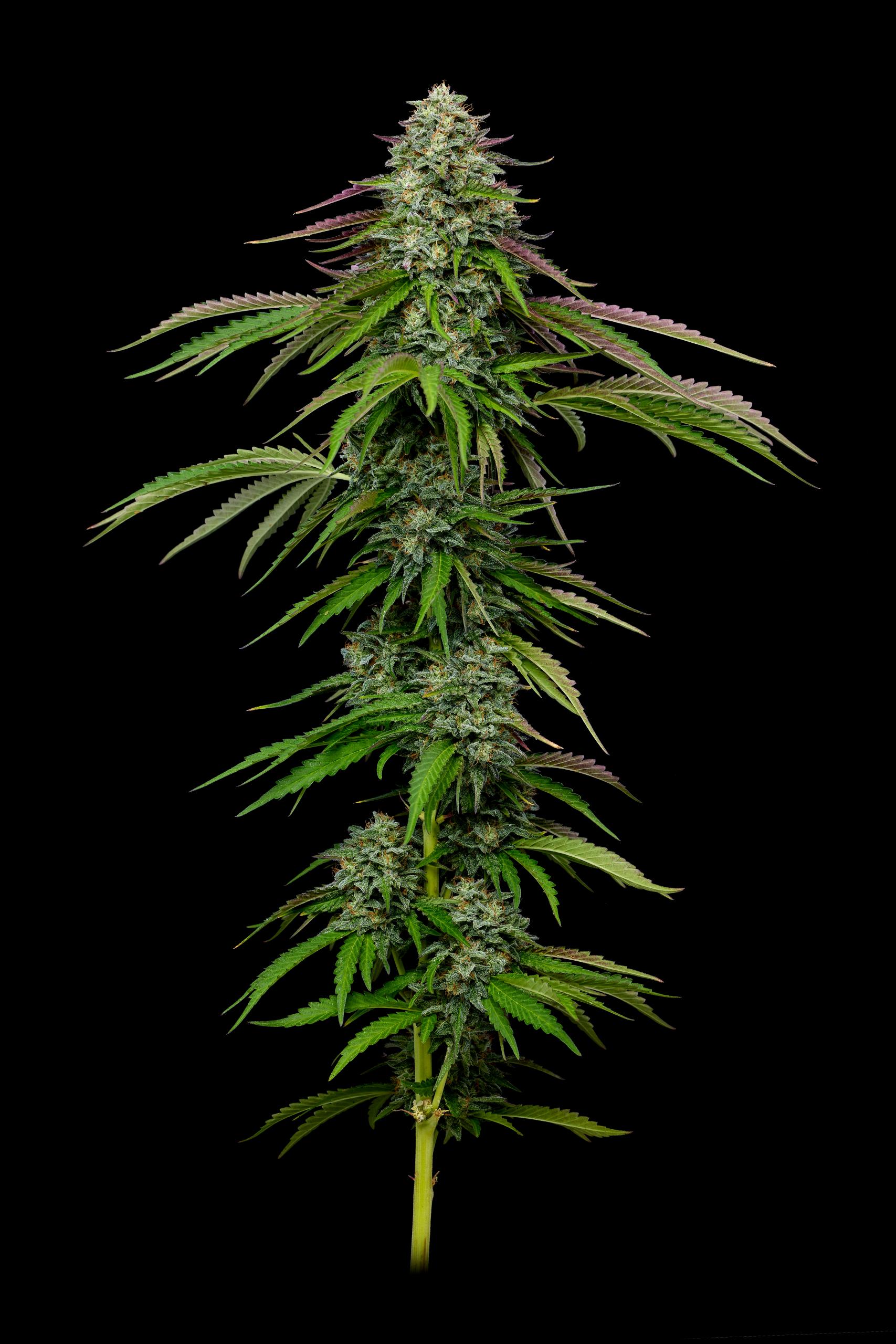 Garlic Budder