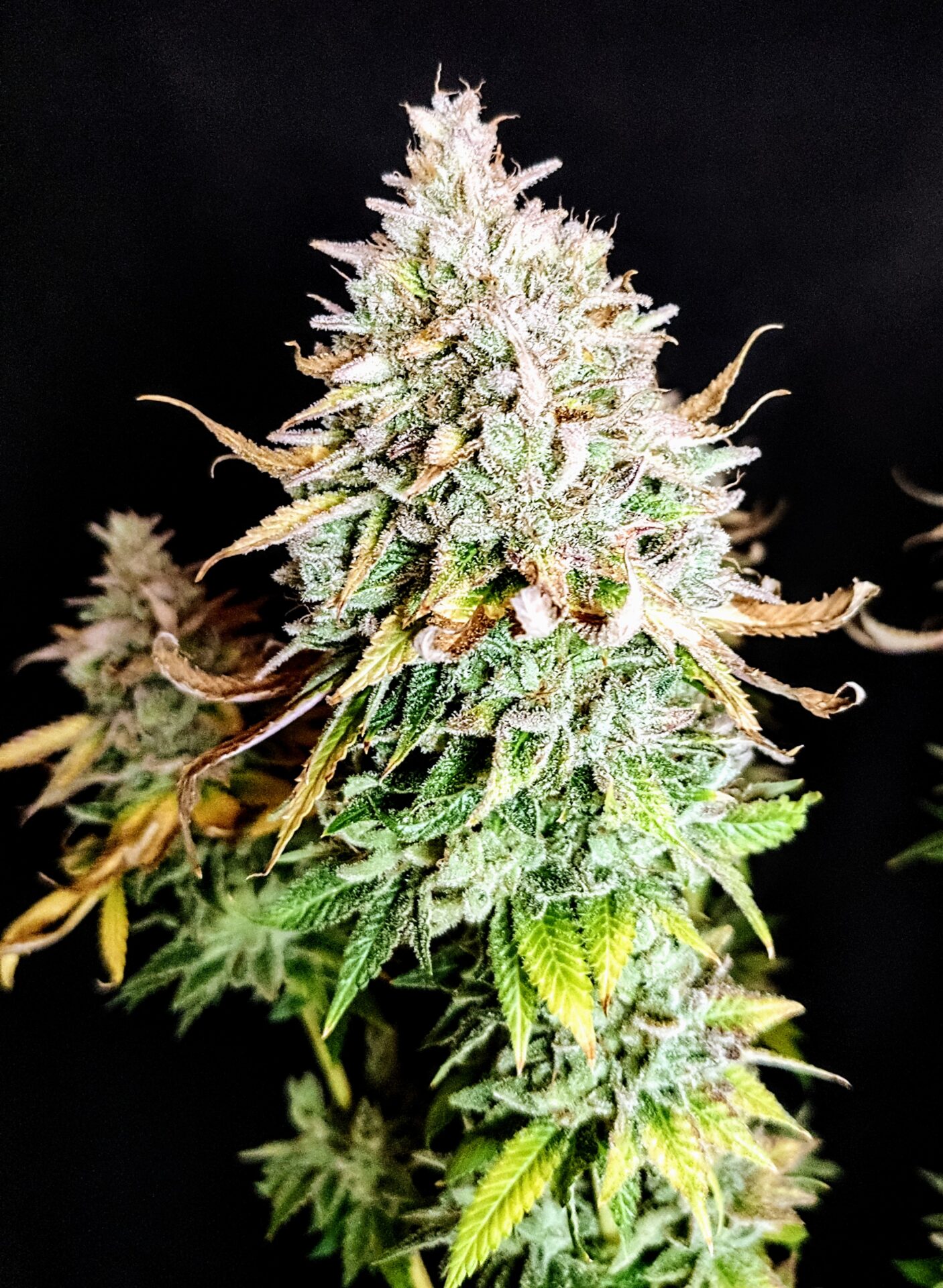 Grateful End OG