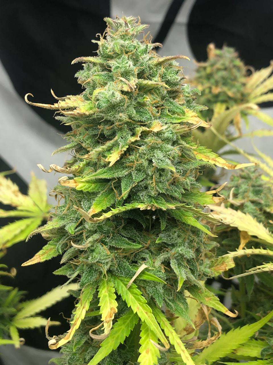 Mimosa Cake Auto
