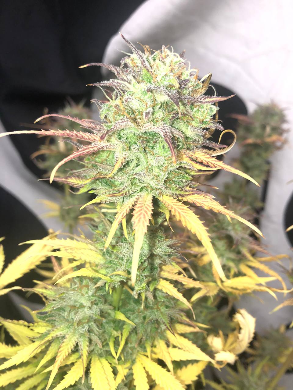Girl Scout Kush Auto