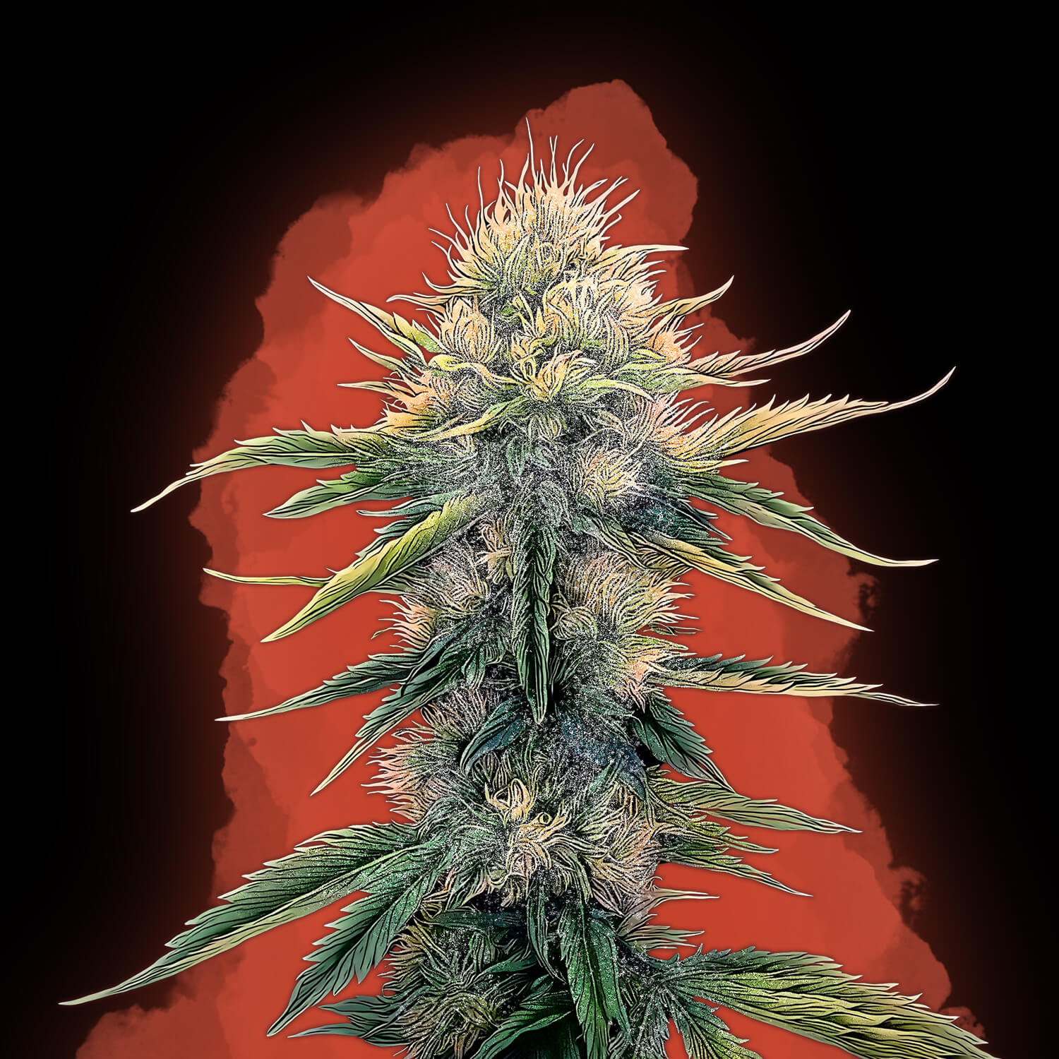 Critical XXL Auto