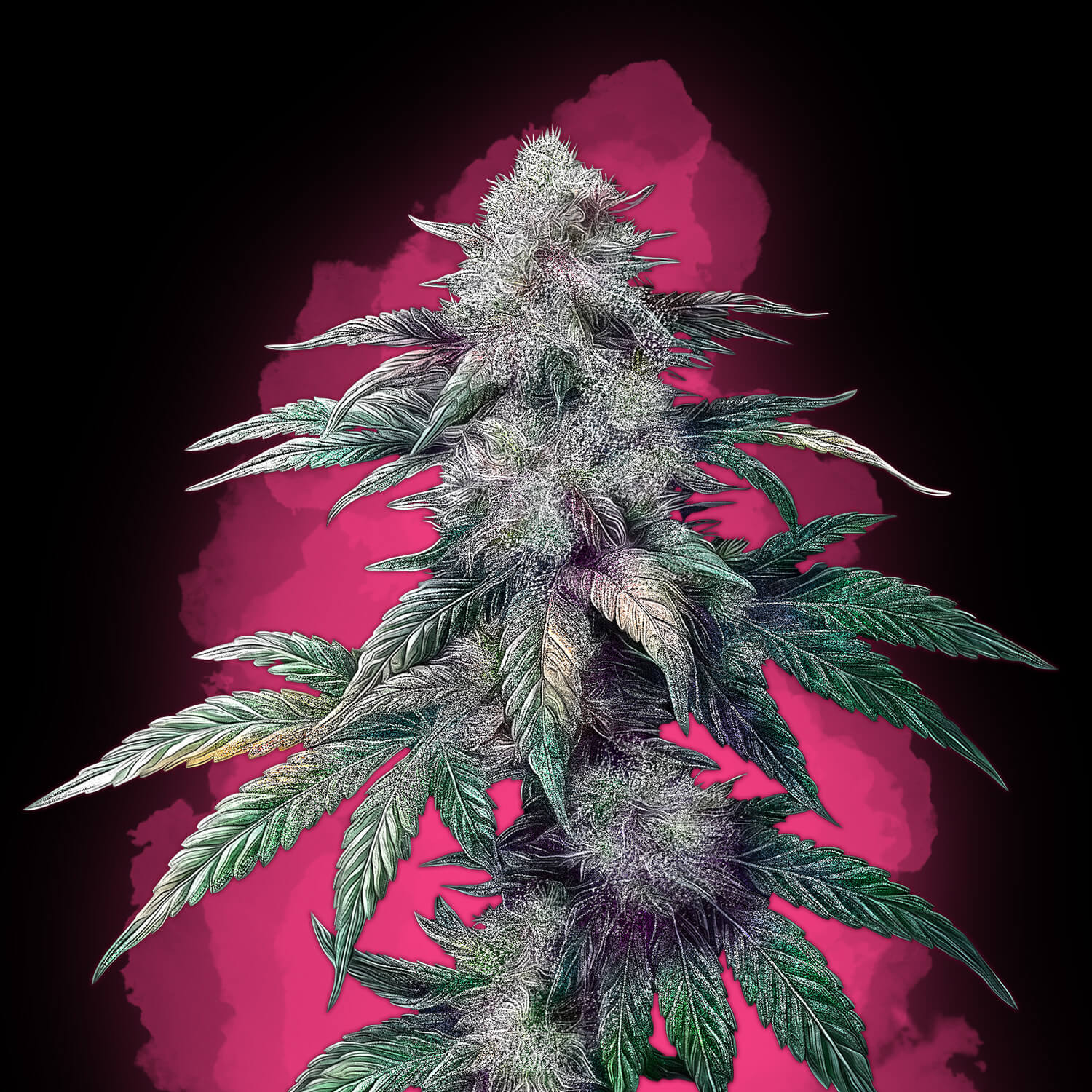 Gelato #41