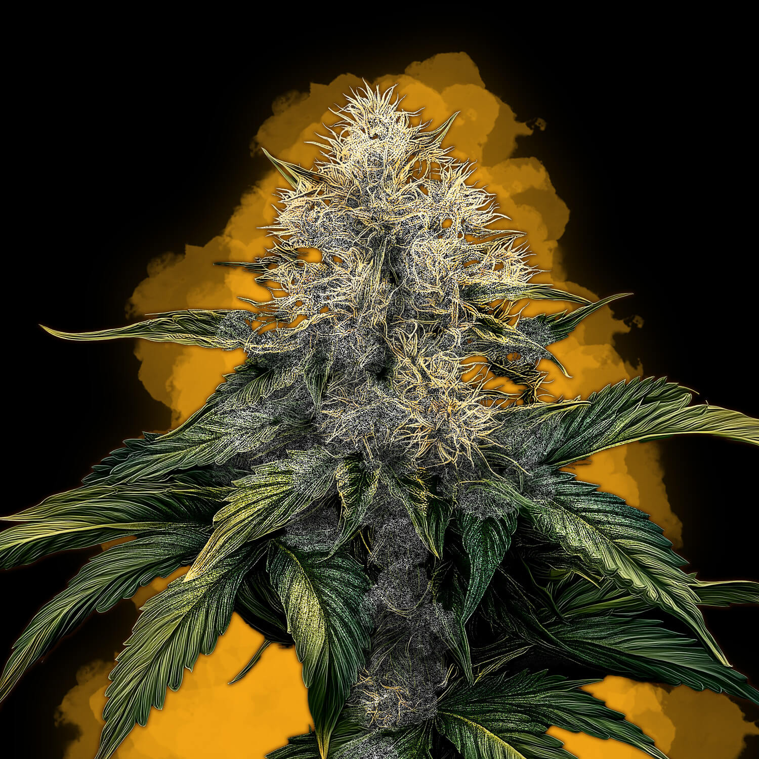 GMO