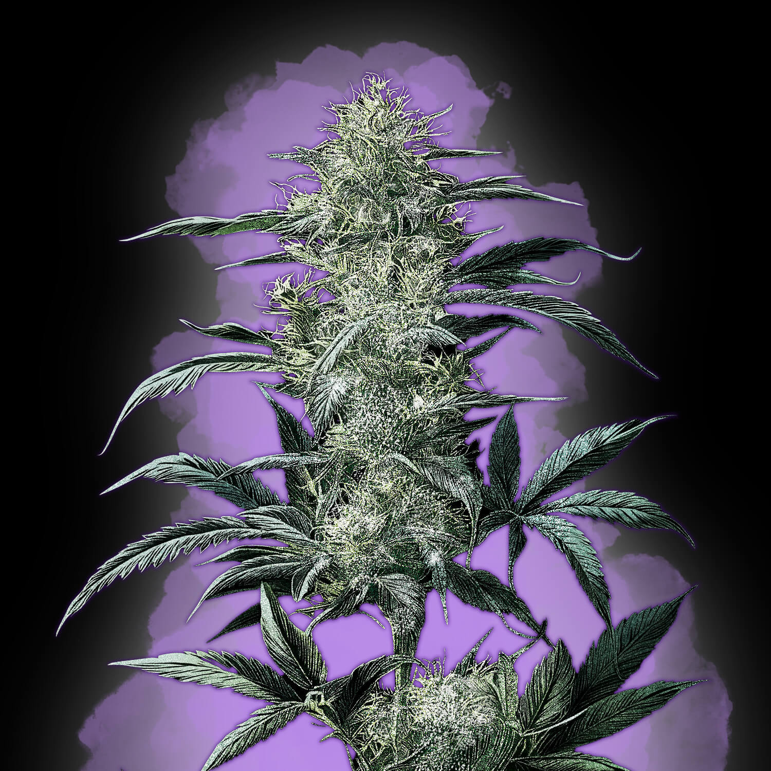 Super Silver Haze