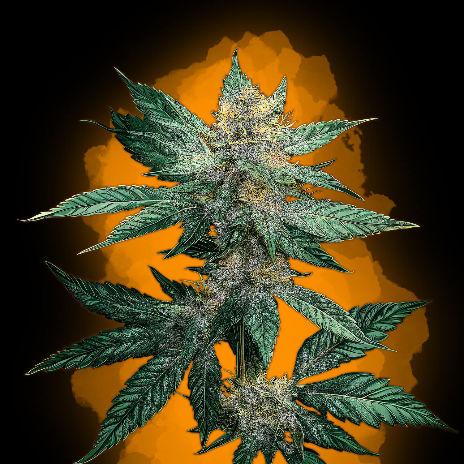 Tangie