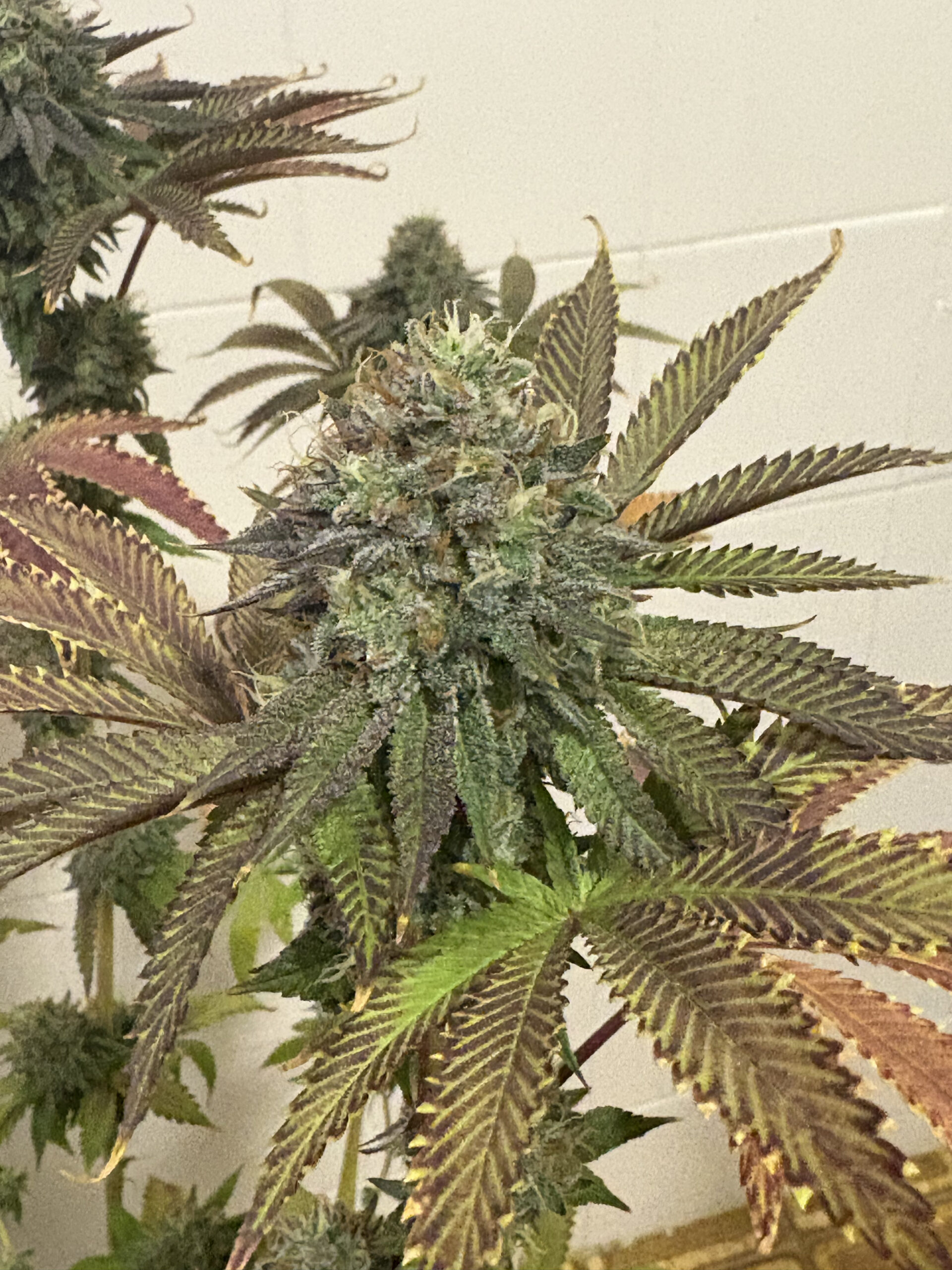 Lemon Kush
