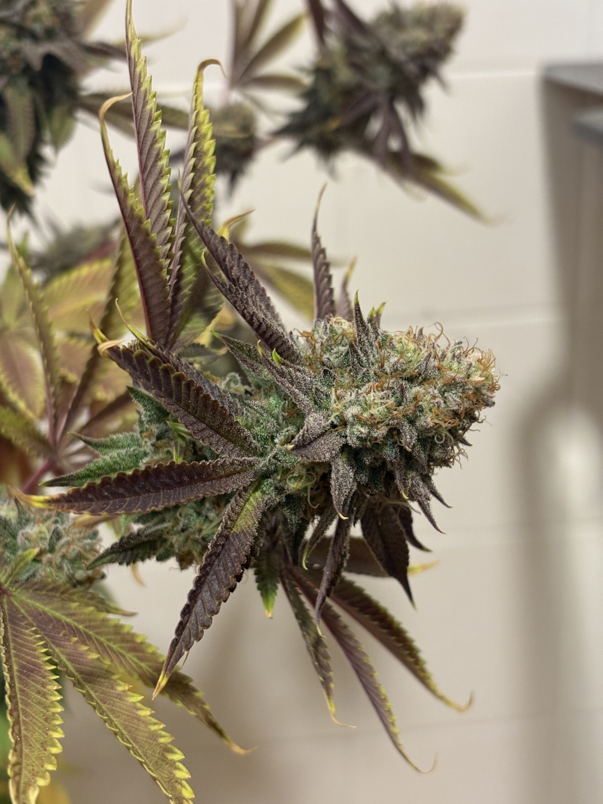 Lemon Kush