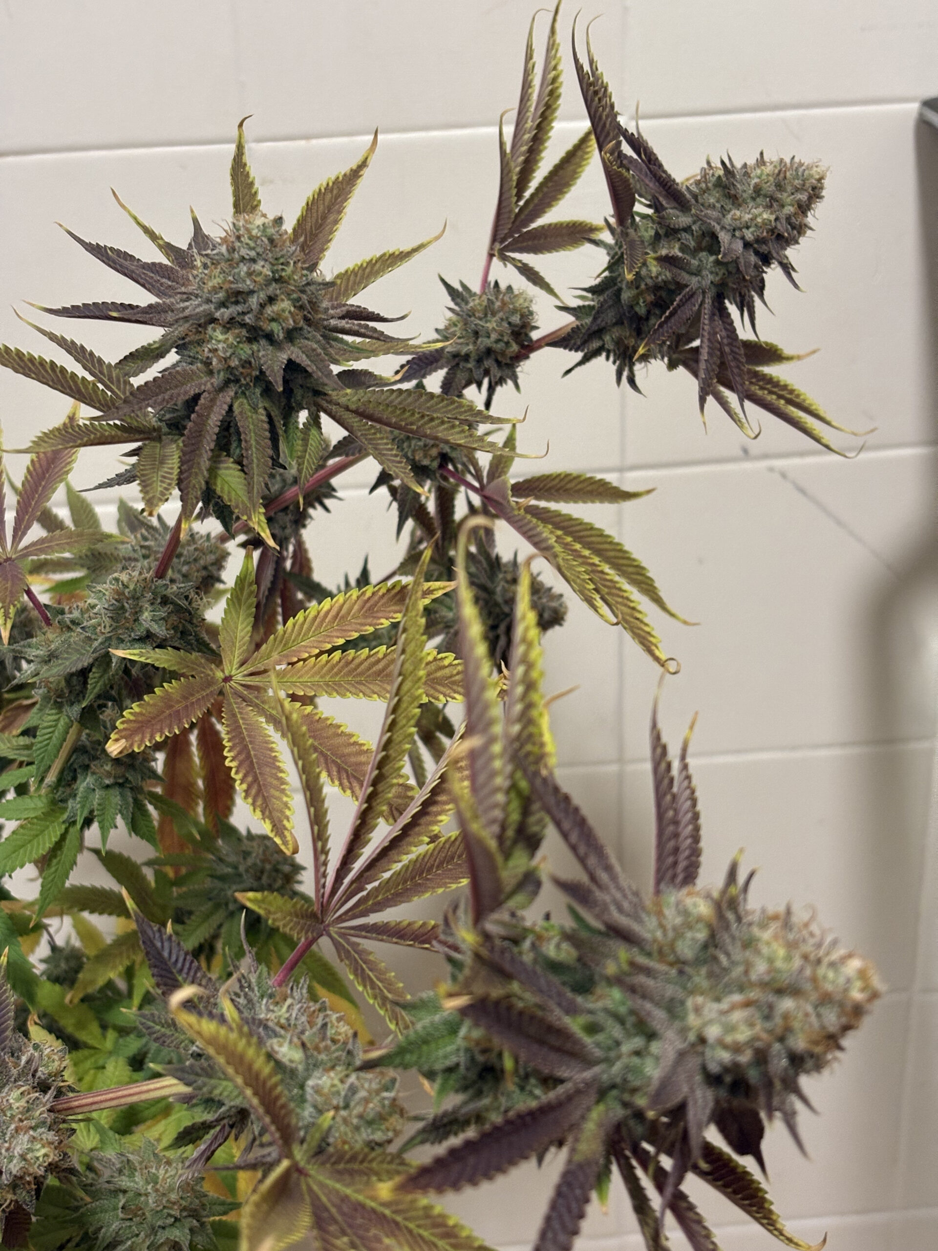 Lemon Kush