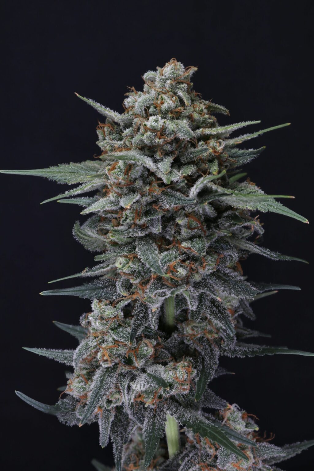 Alien Snack Auto
