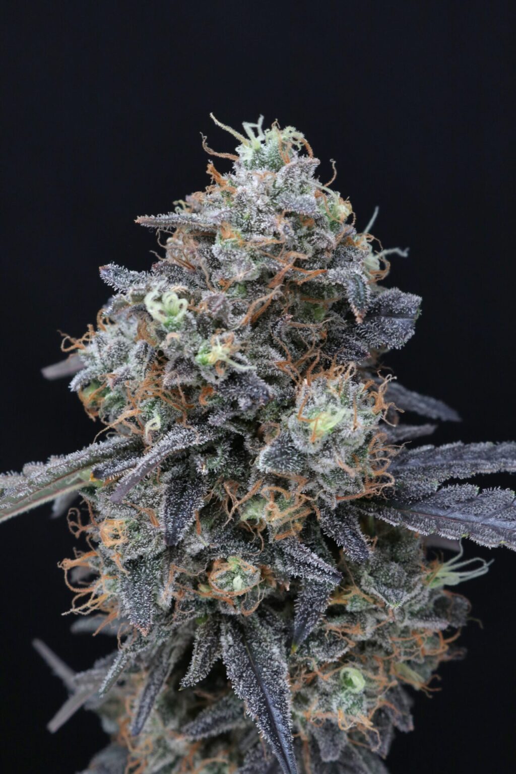 Minty Grape Kush