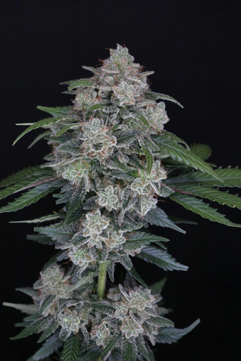 MAK OG Auto